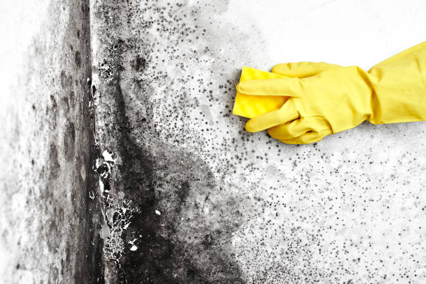 Best Industrial Mold Remediation in Grapeland, TX