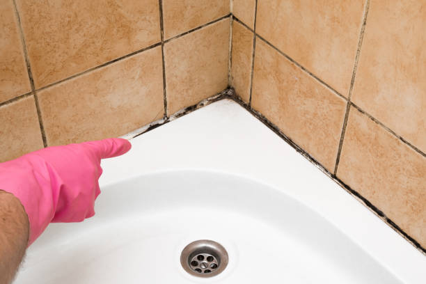 Best Preventive Mold Services in Grapeland, TX